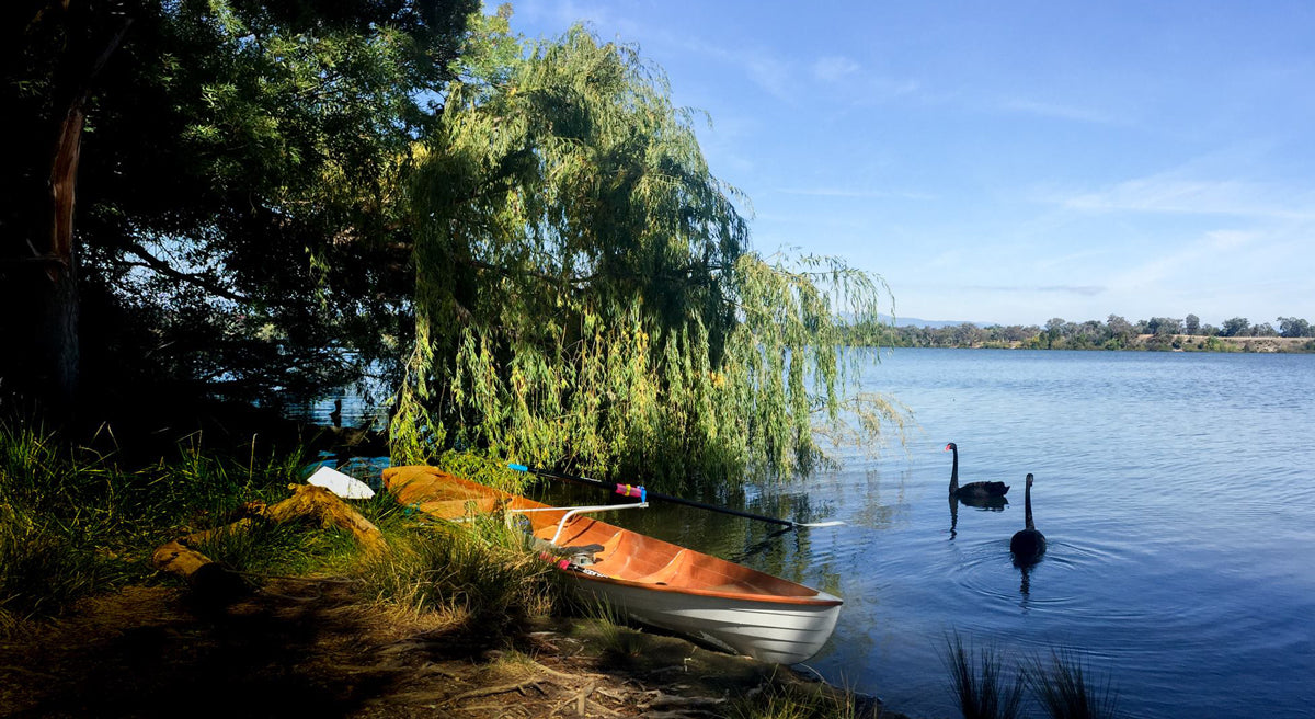 An Annapolis Wherry Tandem built by Bill R. with two black swans on the shore of Lake Burley in Canberra, Australia