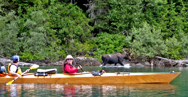 A couple paddling a Chesapeake Double built by Brett R. with a moose wading behind them