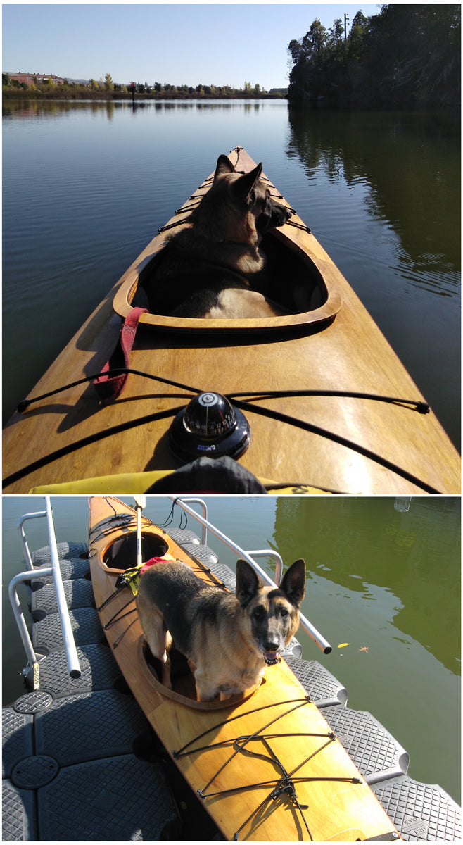 Two views of Charles B's dog enjoying the forward cockpit of his Chespeake Double wooden kayak on the Napa River in California.