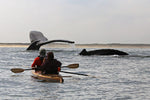 A Great Auk Double sea kayak paddling with humpback whales in Monterey Bay by Terry F. Thumbnail