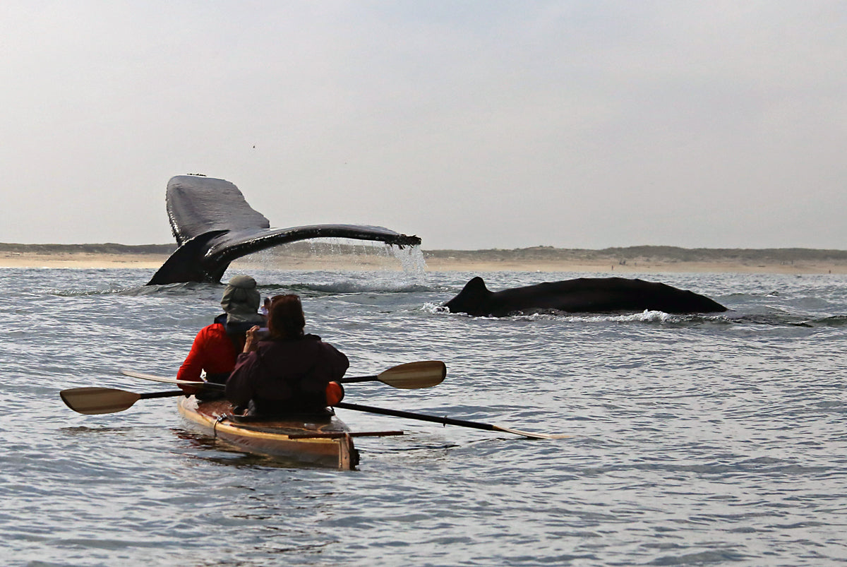 A Great Auk Double sea kayak paddling with humpback whales in Monterey Bay by Terry F.