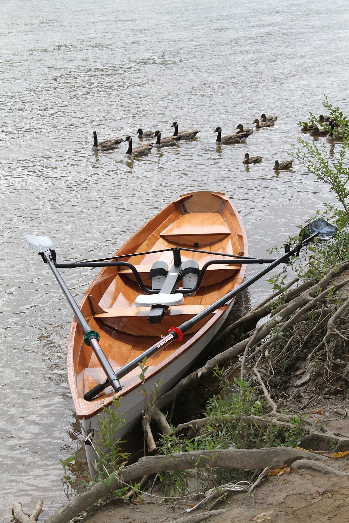 An Annapolis Wherry built by Manuel C. with a flock of geese swimming in the background