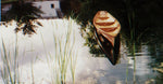 An Annapolis Wherry floating among reeds and reflections Thumbnail