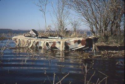 This Cackler 14 is double-disguised--with both paint and grass.